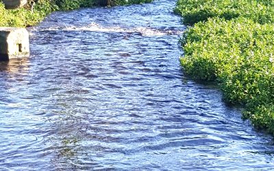 Sustainable Sarratt – River Chess update from Alan