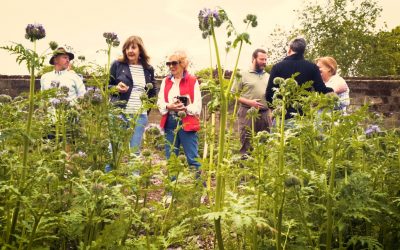 Community Garden Open Morning